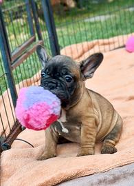 Cuccioli Bulldog Francese