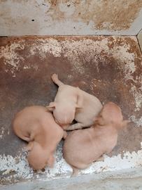 Cuccioli di chihuahua