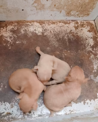 Cuccioli di chihuahua