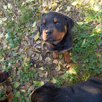 Cuccioli di Rottweiler figli del CAMP Del MONDO