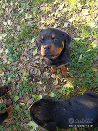 Cuccioli di Rottweiler figli del CAMP Del MONDO