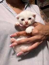 Scottish Fold e Straight adorabili