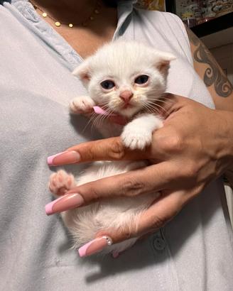 Scottish Fold e Straight adorabili