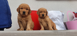 Golden retriever 100%Americani cuccioli e cucciole