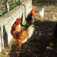 Galli splendidi, nati il 21 giugno 2025