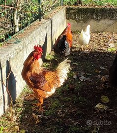 Galli splendidi, nati il 21 giugno 2025