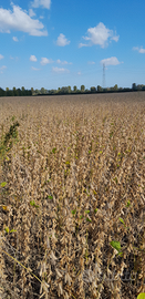 Vendita Terreno agricolo