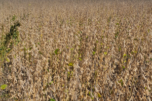 Vendita Terreno agricolo