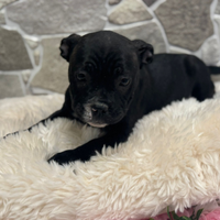 American bully pocket