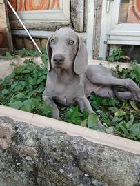 Cucciolo di weimaraner
