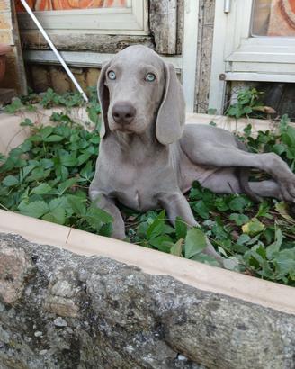 Cucciolo di weimaraner