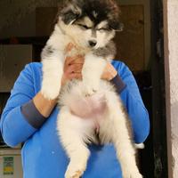 Cucciola Alaskan malamute