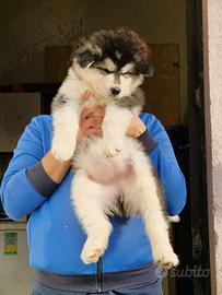 Cucciola Alaskan malamute