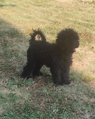 Cuccioli di barboncino pronti per l adozione