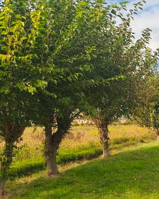 alberi di gelso 