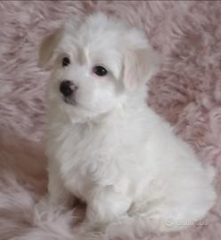 Cuccioli maltese toy