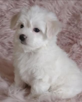 Cuccioli maltese toy