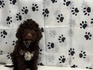 Lagotto romagnolo