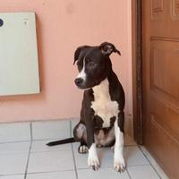 Susi e dina splendide cucciole