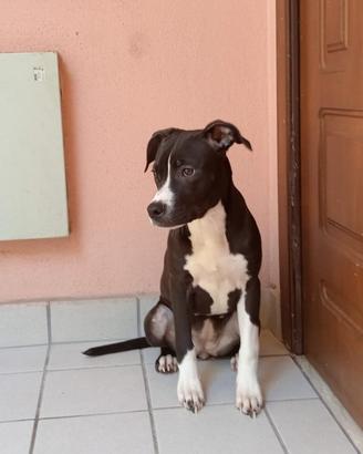 Susi e dina splendide cucciole