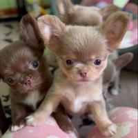 Chihuahua pelo lungo