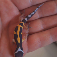 Geco leopardini