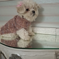 Maltese mini coreano