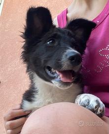 Cucciola border collie