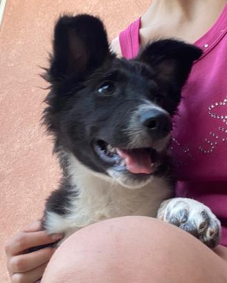 Cucciola border collie