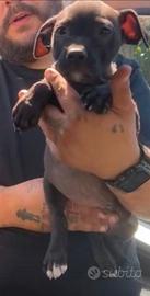Cucciolo maschio nero Pitbull