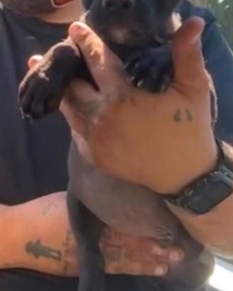 Cucciolo maschio nero Pitbull
