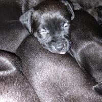 American Pit Bull Terrier