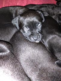 American Pit Bull Terrier