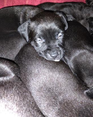 American Pit Bull Terrier