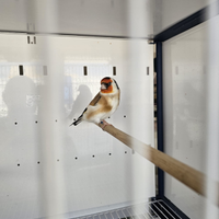 Cardellini major e canarini bianchi e portoghesi