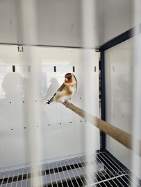 Cardellini major e canarini bianchi e portoghesi