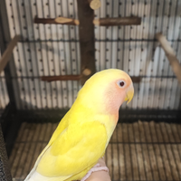 Pulli inseparabili roseicoliss