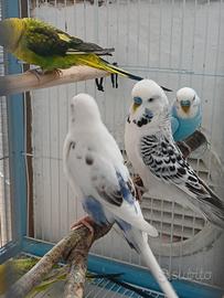 Ultime coppie disponibili pappagalli
