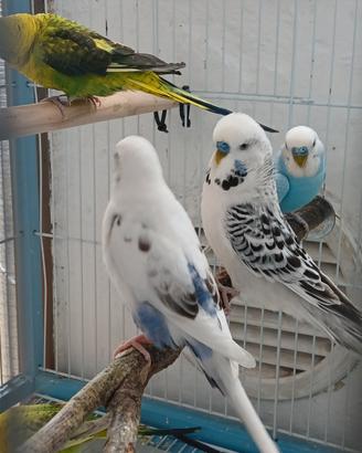 Ultime coppie disponibili pappagalli