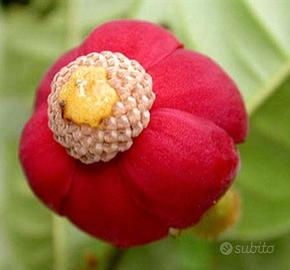  piantina Uvaria Hirsuta 