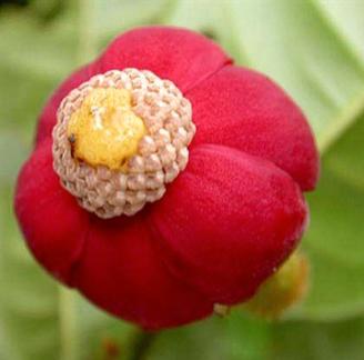  piantina Uvaria Hirsuta 