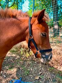 Pony Shetland femmina