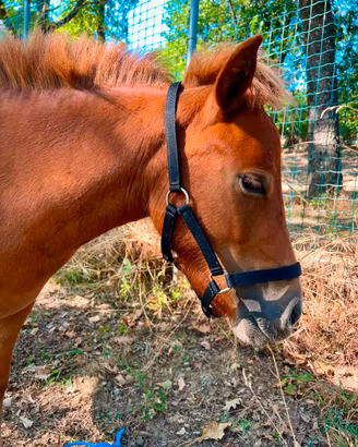 Pony Shetland femmina