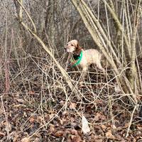 Setter inglese da beccacce