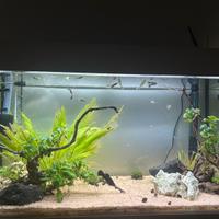Acquario juwel rio 125