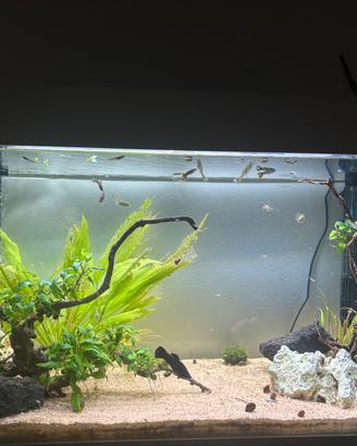 Acquario juwel rio 125