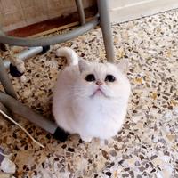 Gattina Fattrice british Shorthair silver shell