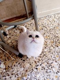 Gattina Fattrice british Shorthair silver shell