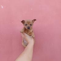 Cucciolo di chihuahua toy