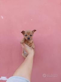 Cucciolo di chihuahua toy